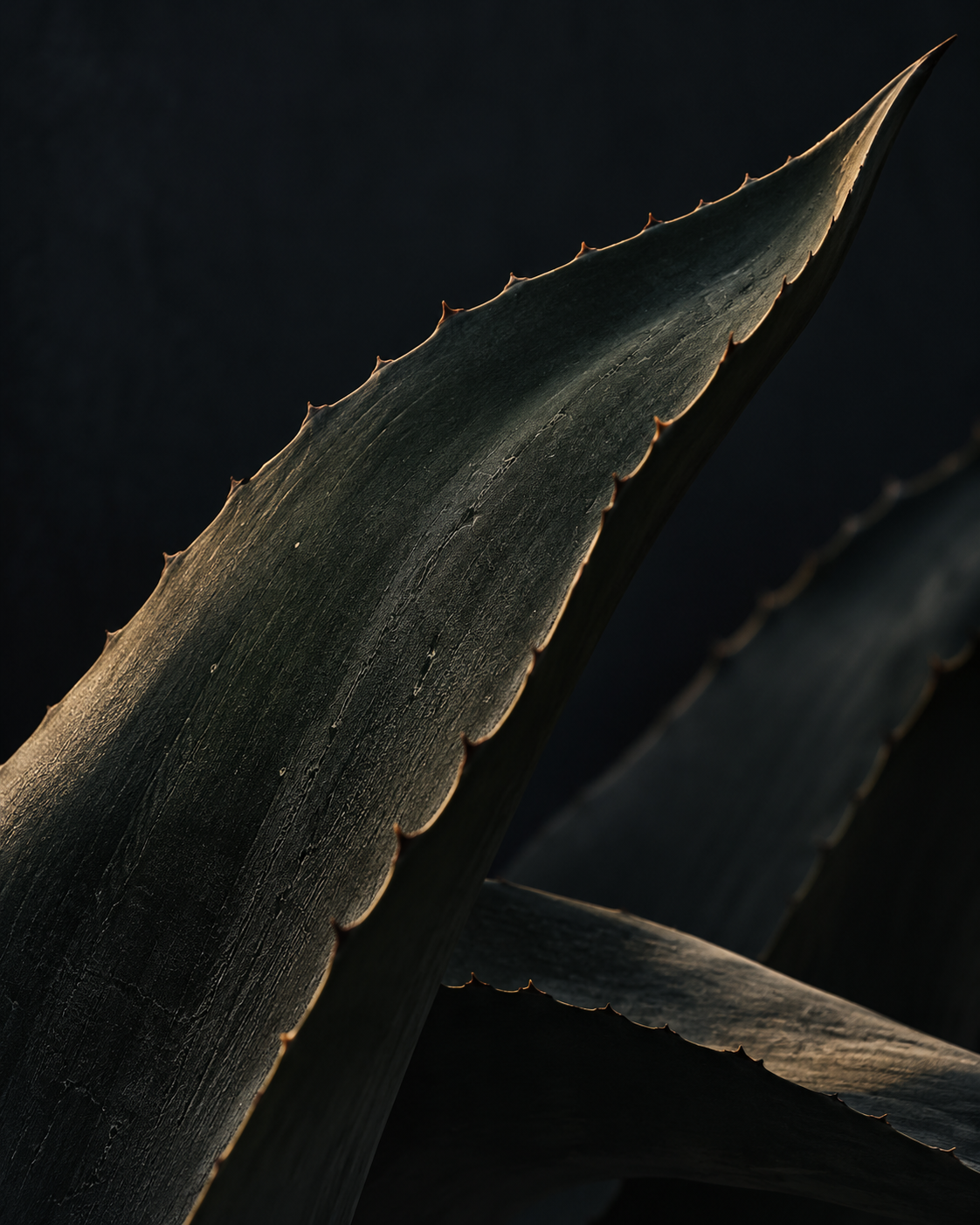 Sculptural leaf with warm amber edges against a dark background